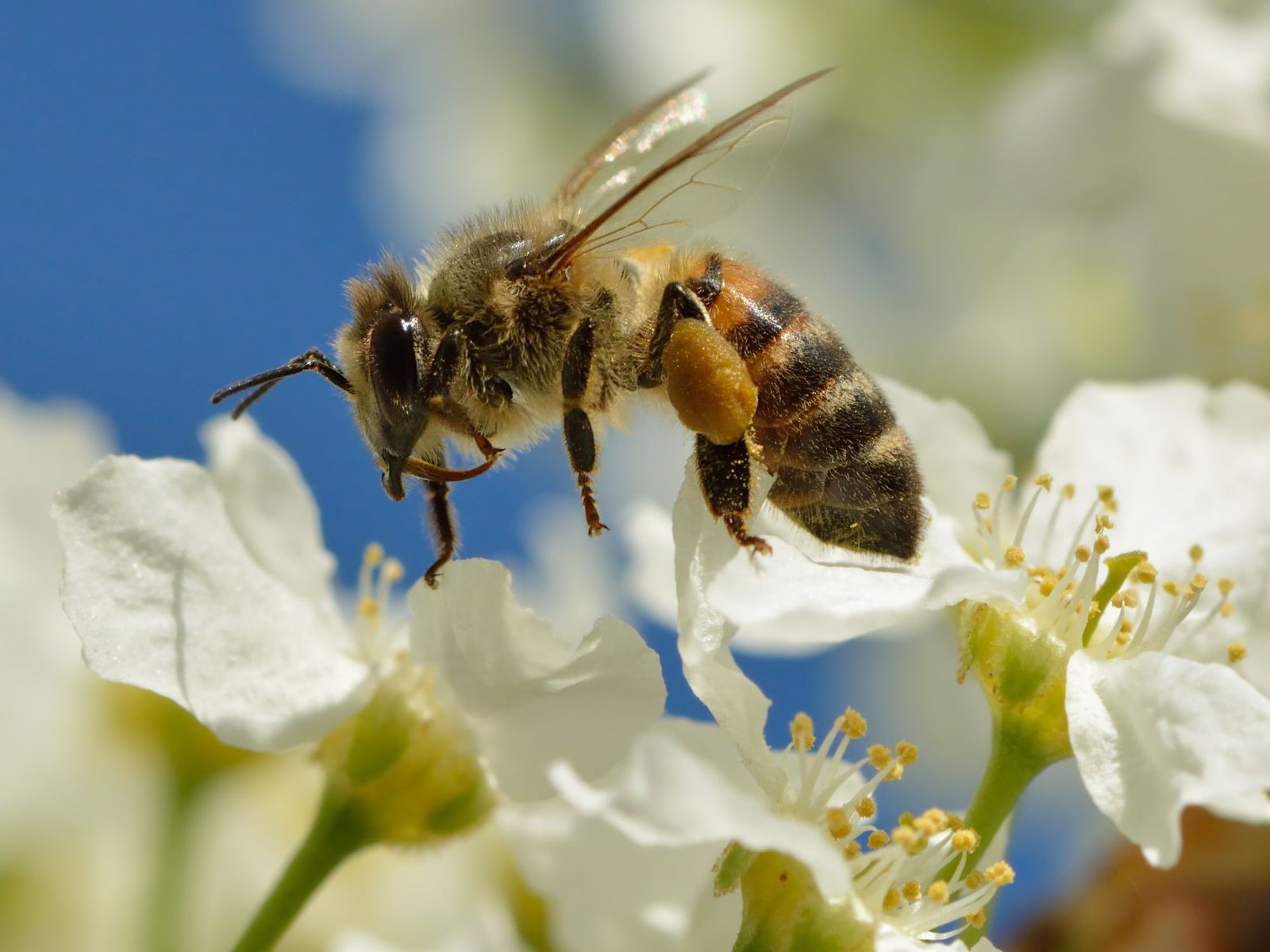 A detached honey bee stinger operates as an autonomous double-piston pump