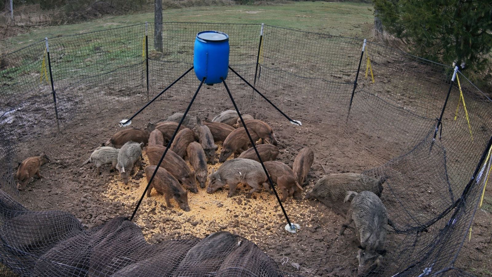 Escaped and released captive pigs drive rapid invasion across central Brazil