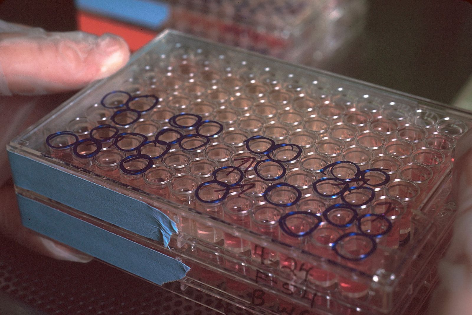 Misfolded immune defences can penetrate growing cells and disarm DNA repair