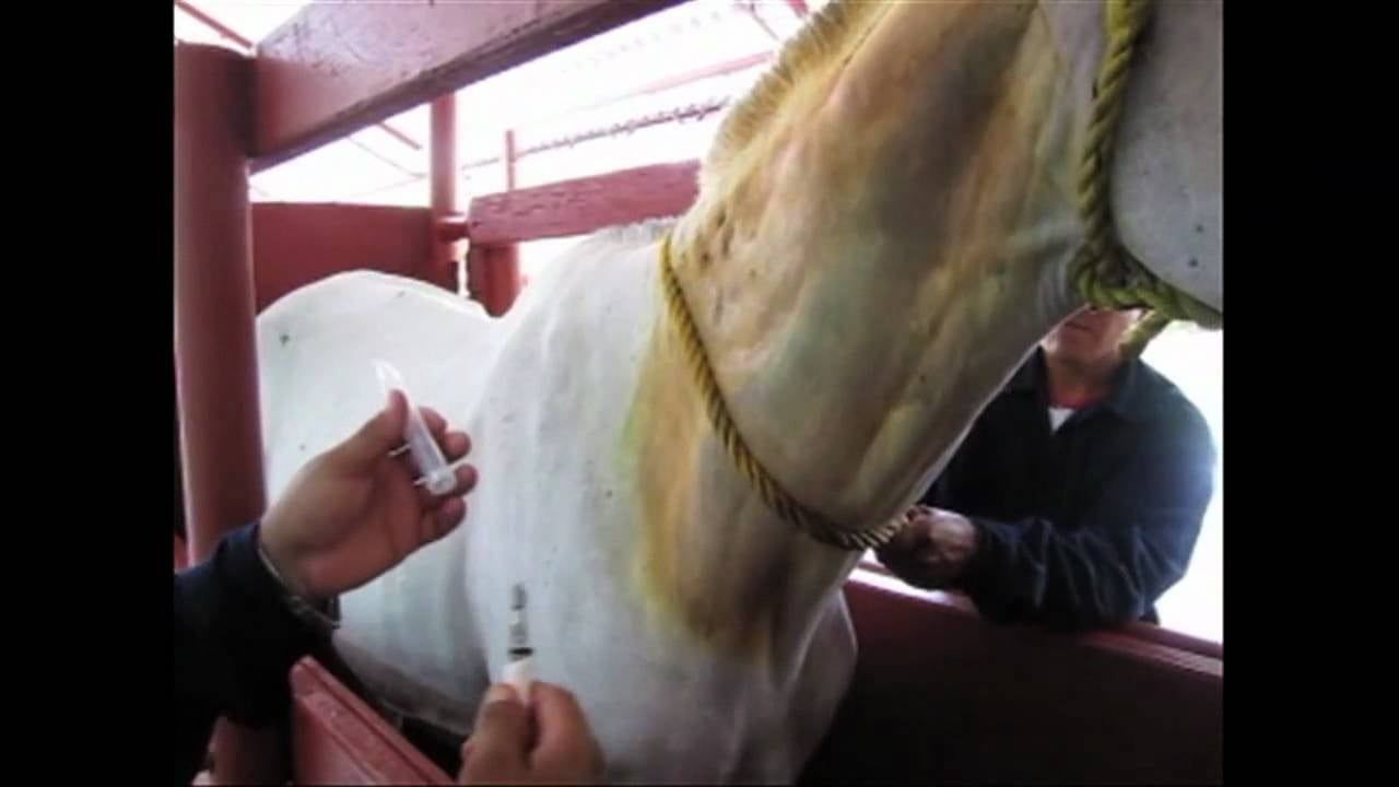 Traditional antivenoms depend on injecting horses with snake venom and harvesting their blood serum, a century-old manufacturing process.