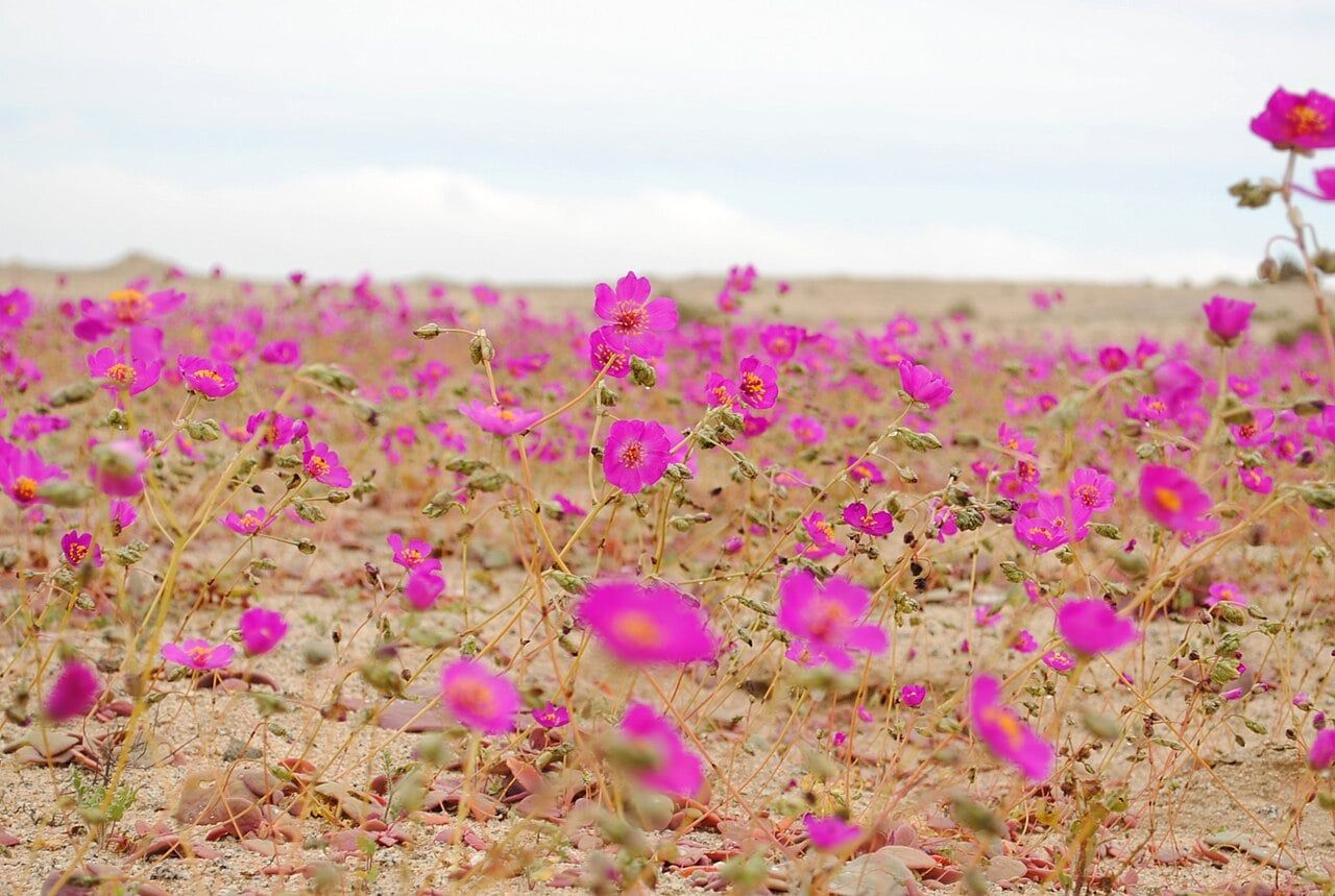 Chilean desert bloom spans 6,560 square miles after record rains