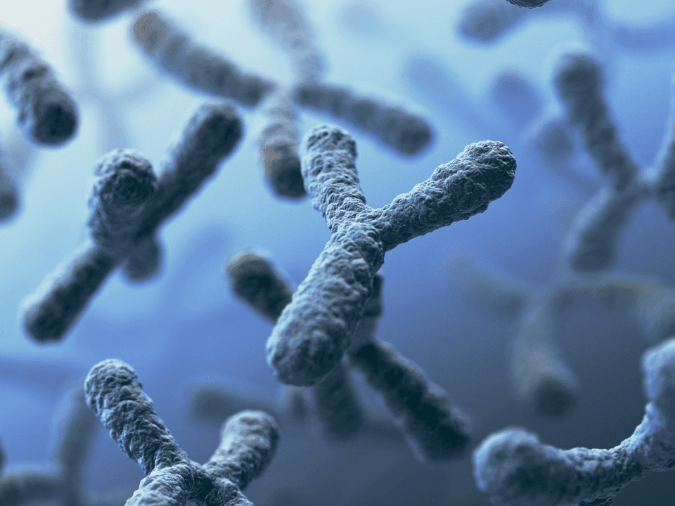 Sex chromosomes direct disease risk and cellular aging independently of hormones