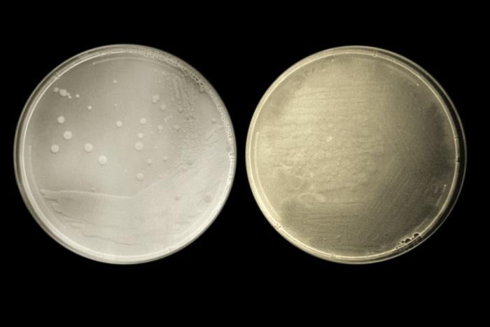Dietary sugar deepens gut bacterial loss during broad-spectrum antibiotic treatment