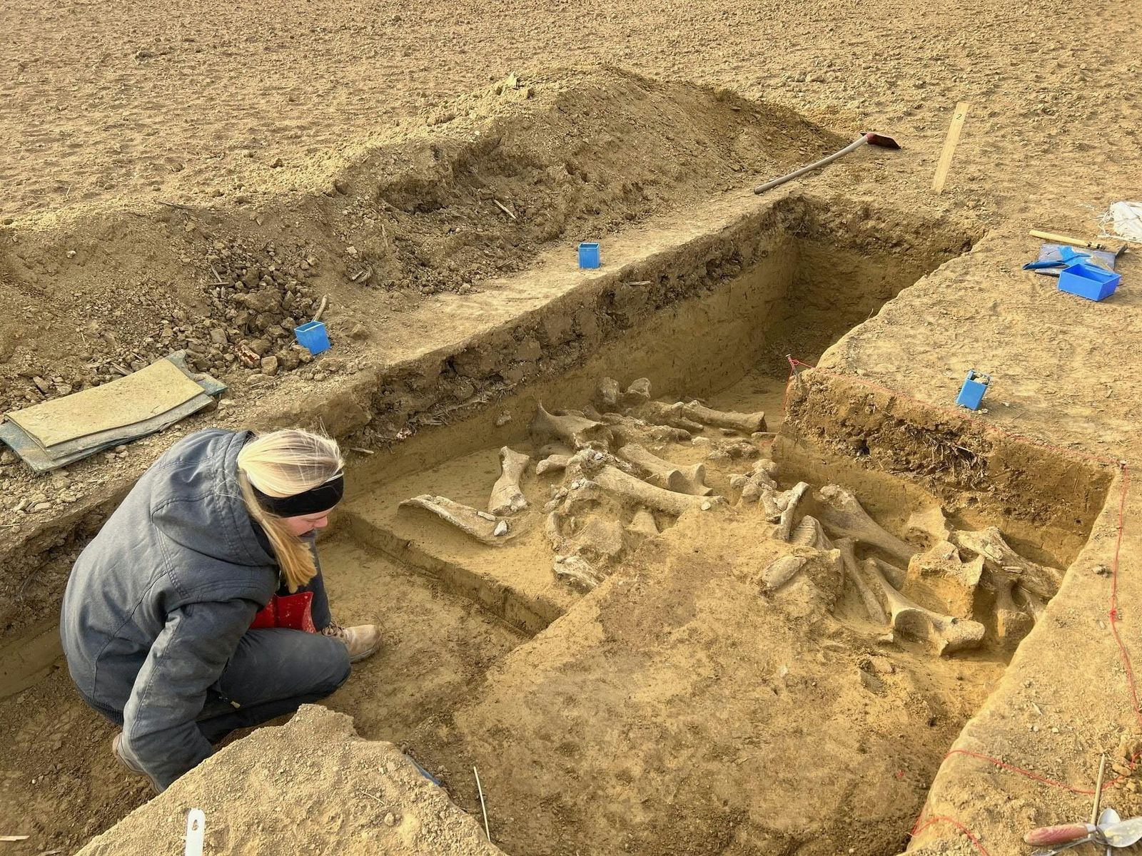 Ancient DNA shows Ice Age hunters preferentially harvested female mammoths