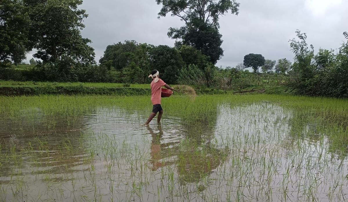 Extreme heat threatens global rice harvests far more than models predicted