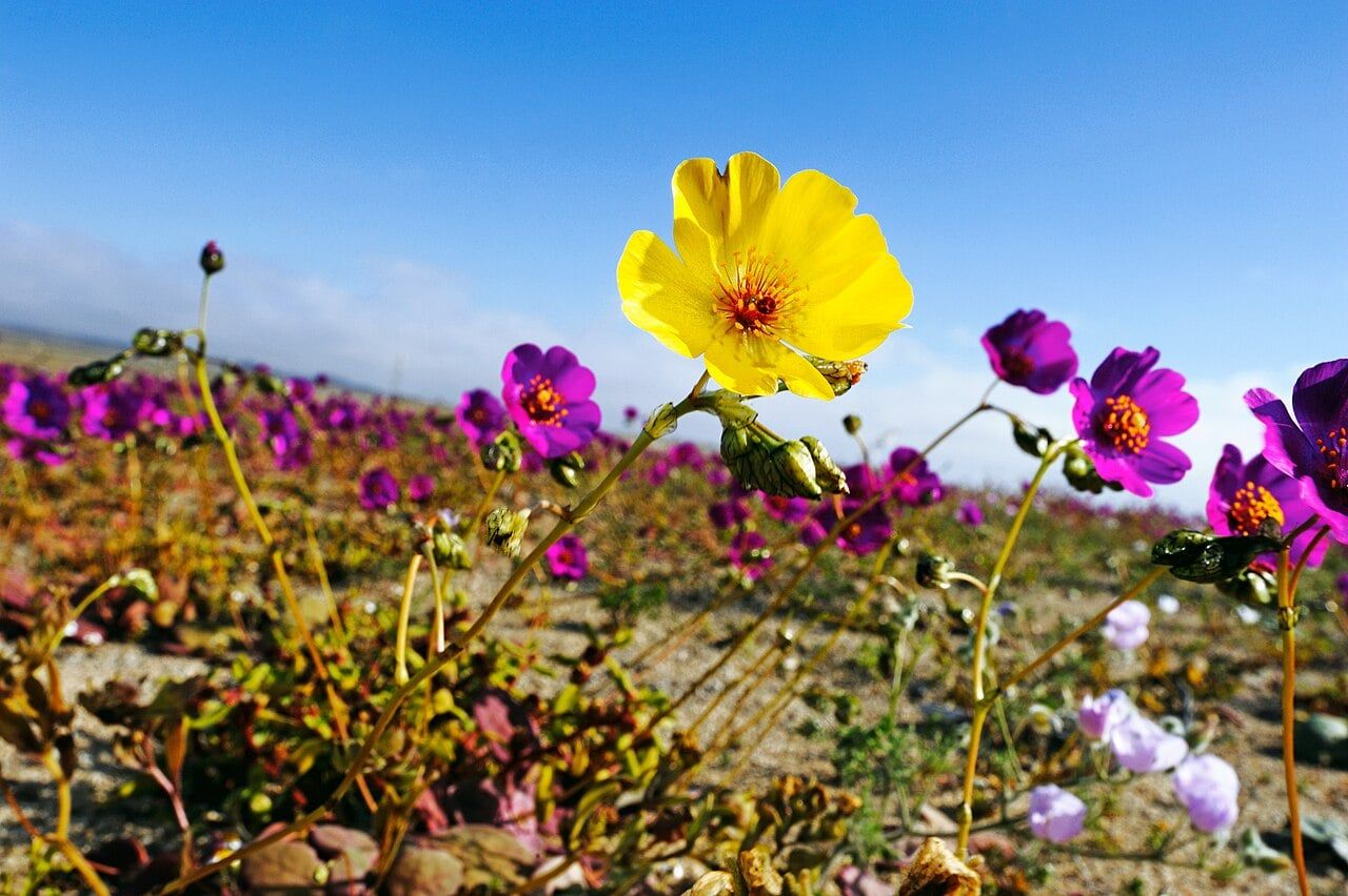 Chilean desert bloom spans 6,560 square miles after record rains