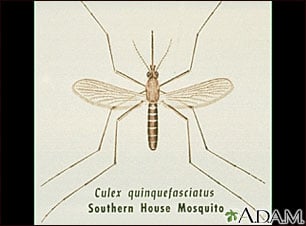 Incompatible mosquito eggs curb dengue transmission in urban neighbourhoods