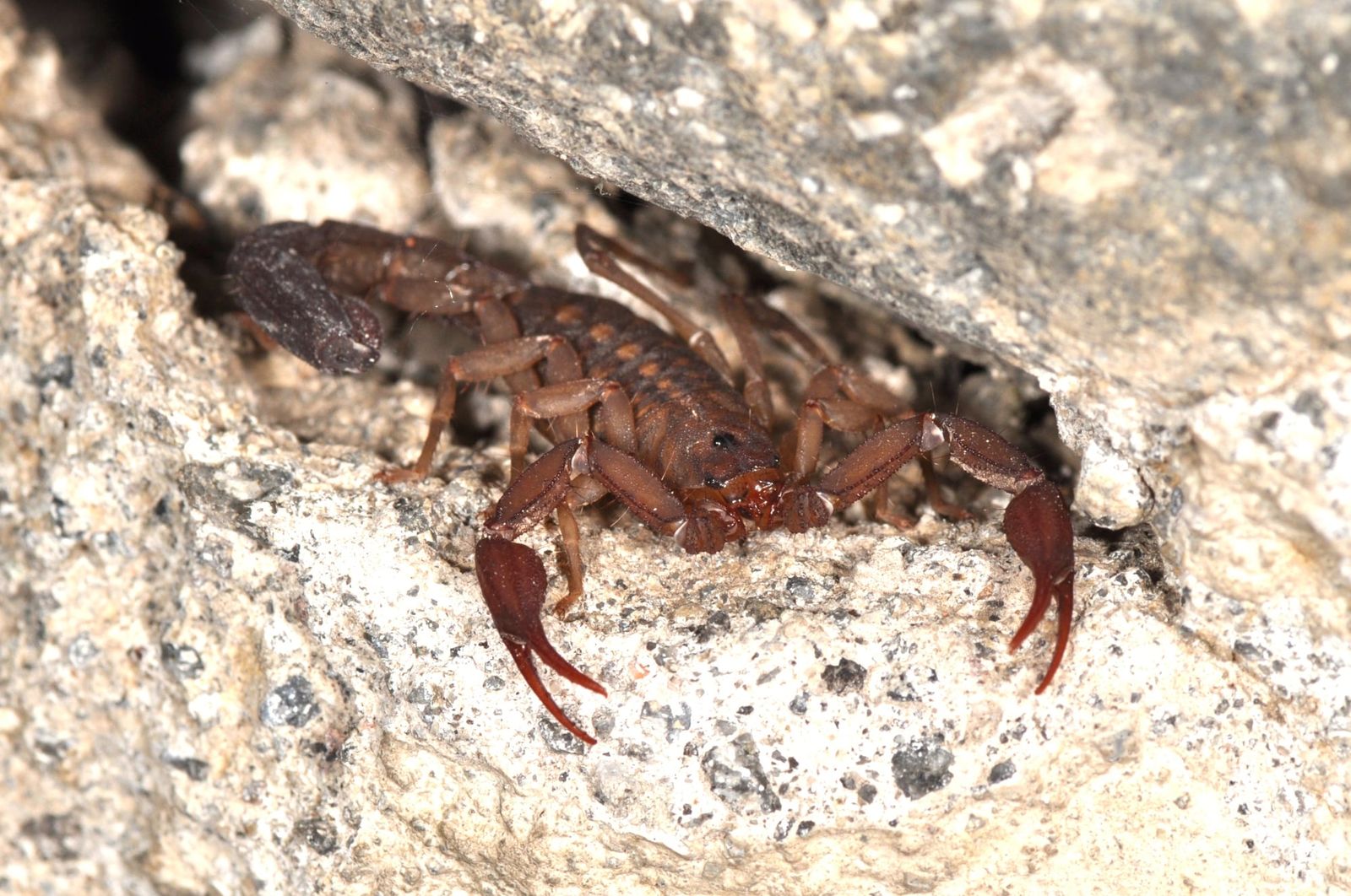 Engineered proteins could neutralize deadly scorpion venom without animal blood