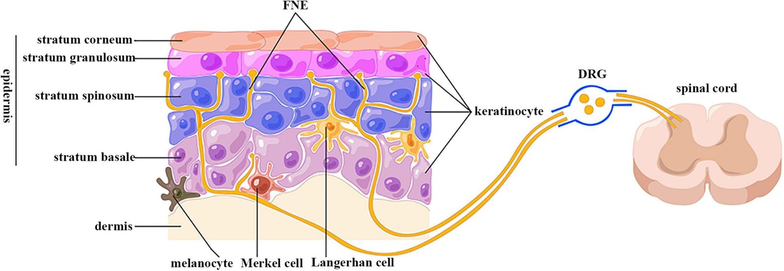Spheres of living cells and automated vision map the skin barrier