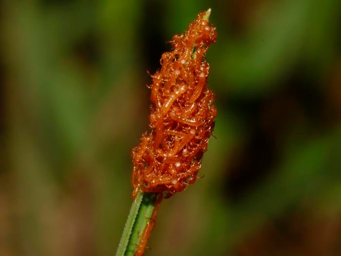 Oil beetle larvae smell like plum and cherry blossoms to hitch rides on bees
