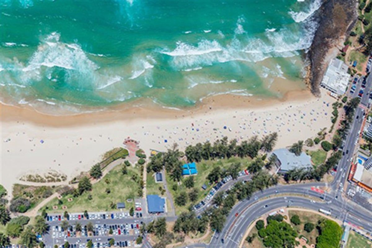 Young hammerhead sharks gather in large numbers along crowded Australian surf beaches