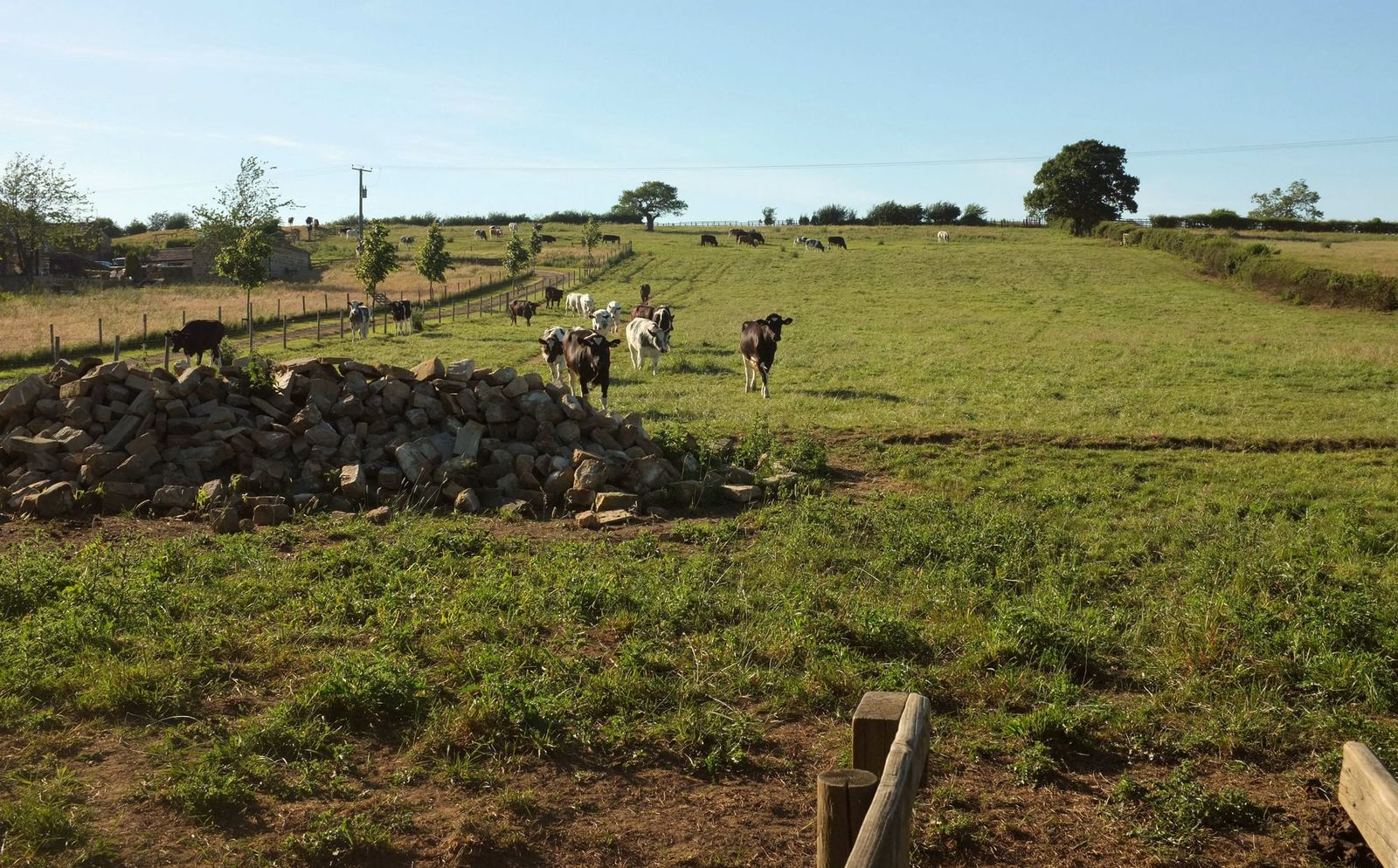 France reports first human infection from livestock virus Shamonda