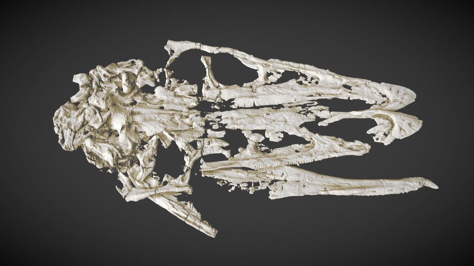 A giant plant eating theropod with an extreme underbite walked Cretaceous China